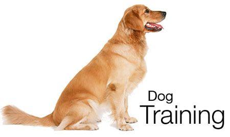 how to train my dog