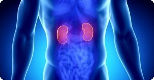 how to repair your kidneys naturally