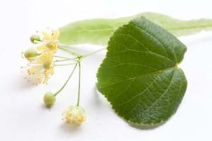 lime blossom relaxant herb