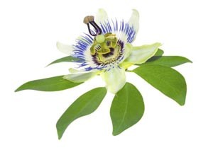 passion flower relaxant herb