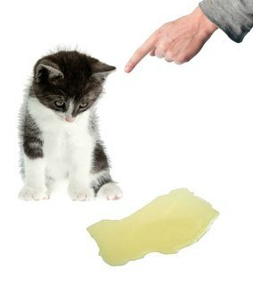 how to stop cat spraying pee